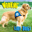 Working Like Dogs - Service Dogs and Working Dogs - Pets & Animals on Pet Life Radio (PetLifeRadio.com) show