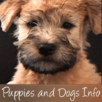 PuppiesAndDogsInfo.com show