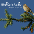 BirdCallsRadio show