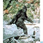BigFoot Live show
