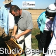 Studio Bee Live show