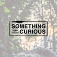 Something Curious  show