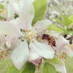 Beekeeping at Five Apple show