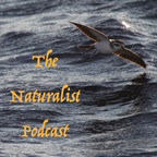 The Naturalist Podcast show